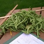 We harvested lots of beans today.
