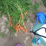8-5-15 carrot harvest