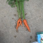 8-5-15 carrots