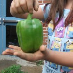 8-5-15 green pepper