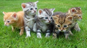 kittens-555822_640 (1)