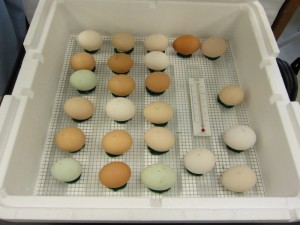 We have 24 eggs of various colors (from different breeds of chickens).