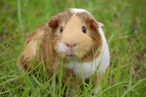 https://pixabay.com/en/guinea-pig-cavy-pet-guinea-rodent-242520/