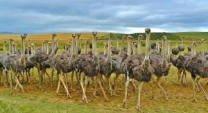 This is an Ostrich Community. Every Ostrich probably helps out. Picture from https://pixabay.com/en/ostriches-birds-bouquet-ostrich-838976/ 
