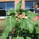 sunflowers are growing