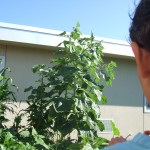 The sunflowers are taller than the building!