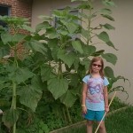 The sunflowers are getting very tall.