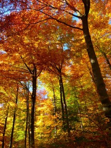 https://pixabay.com/en/forest-autumn-forest-colorful-trees-63275/