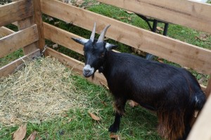Boa the goat says Hi! 