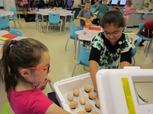 Lila and Aicha cared for the eggs.