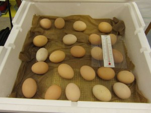 The eggs are kept moist on wet paper towels to help the chicks hatch.