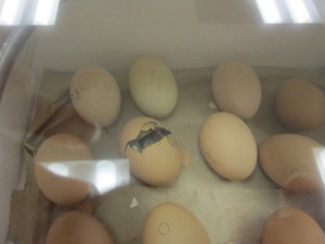 A chick trying to hatch.