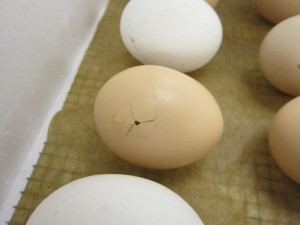 Egg #1- 9:00 a.m.