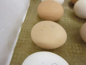 Egg #2- 9:00 a.m.