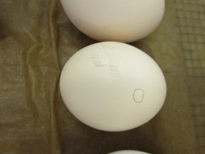 Egg #4- 3:30 p.m.