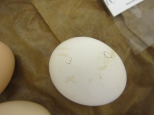 Egg #3- 3:30 p.m.