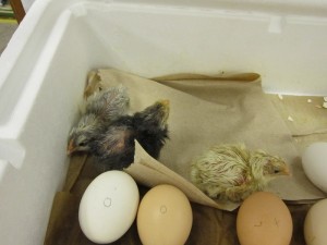 8:30 a.m.= 3 chicks in the incubator!