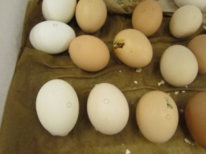 A few of the other eggs have small cracks.