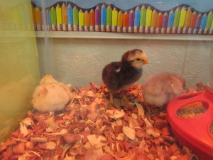 Our 3 chicks