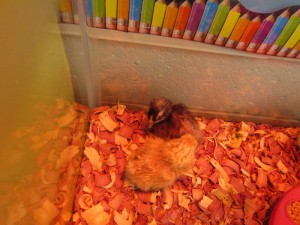 Two new chicks begin to warm up under the heat lamp.